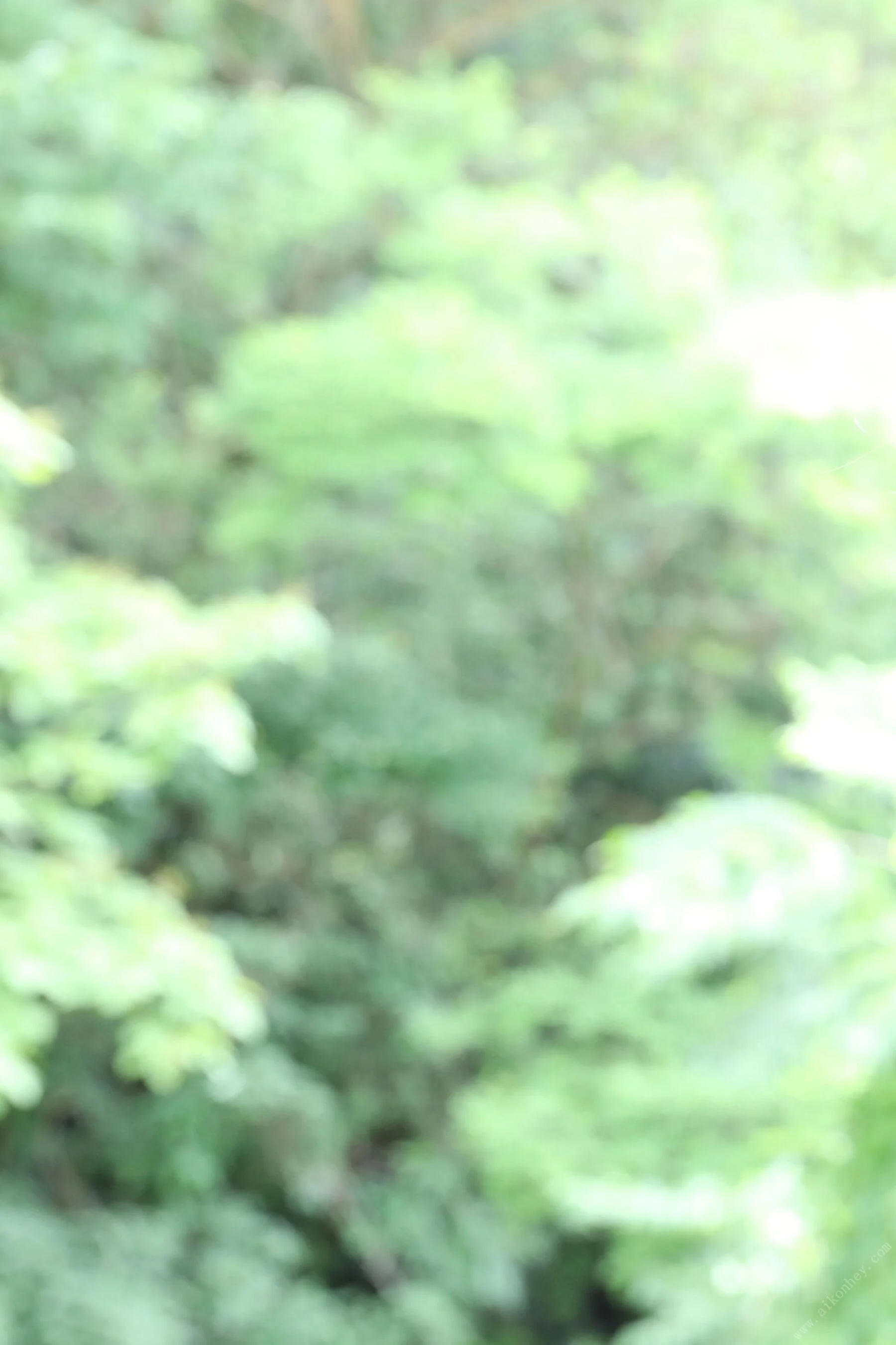 美乃雀《神戸の女》 - Photo 15