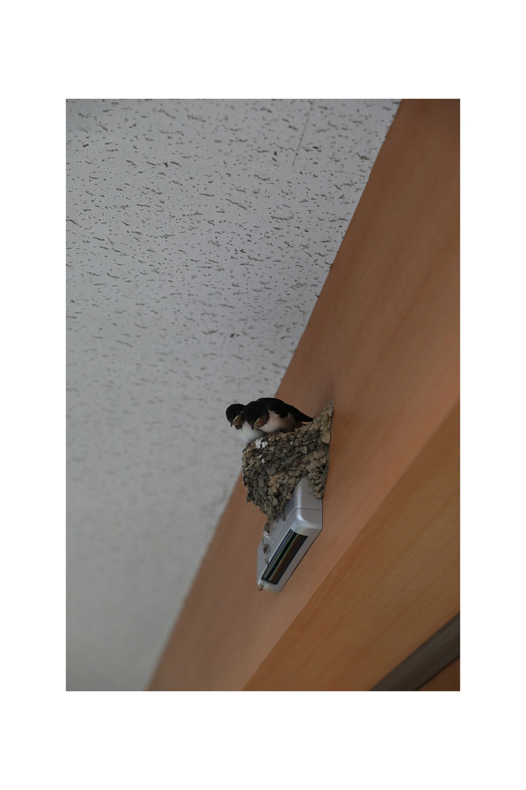 葵司《きみに溺れてる》 - Photo 9