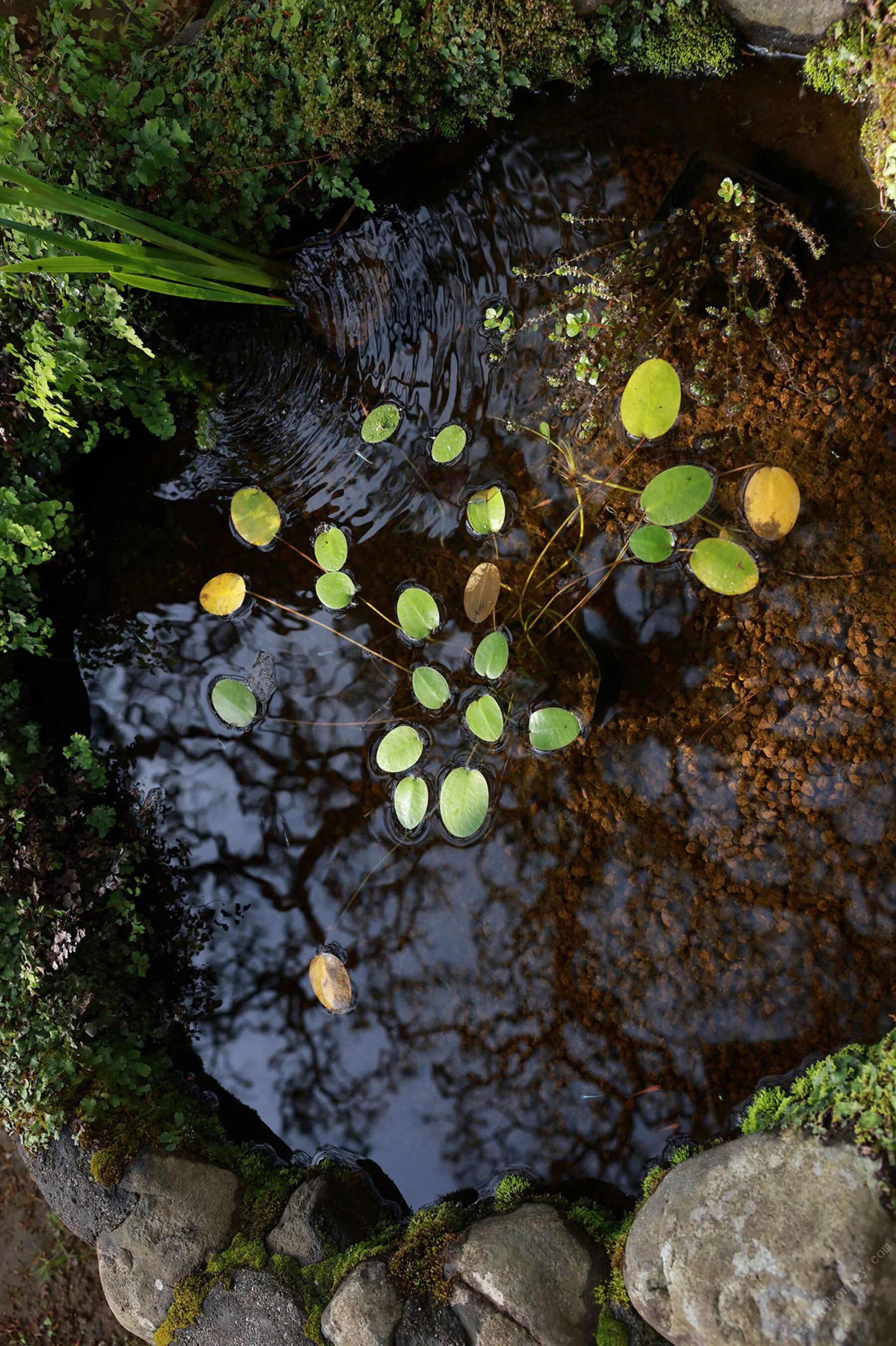 8woman Next Stage mojito - Photo 85