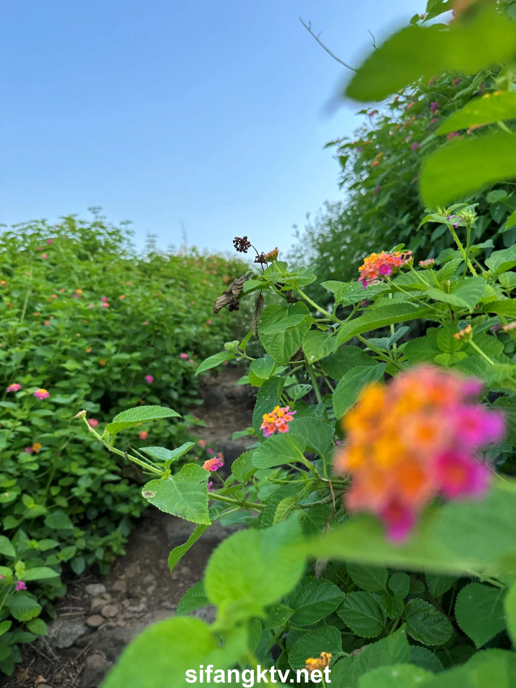 国模小初大尺度人体私拍套图 - Photo 976