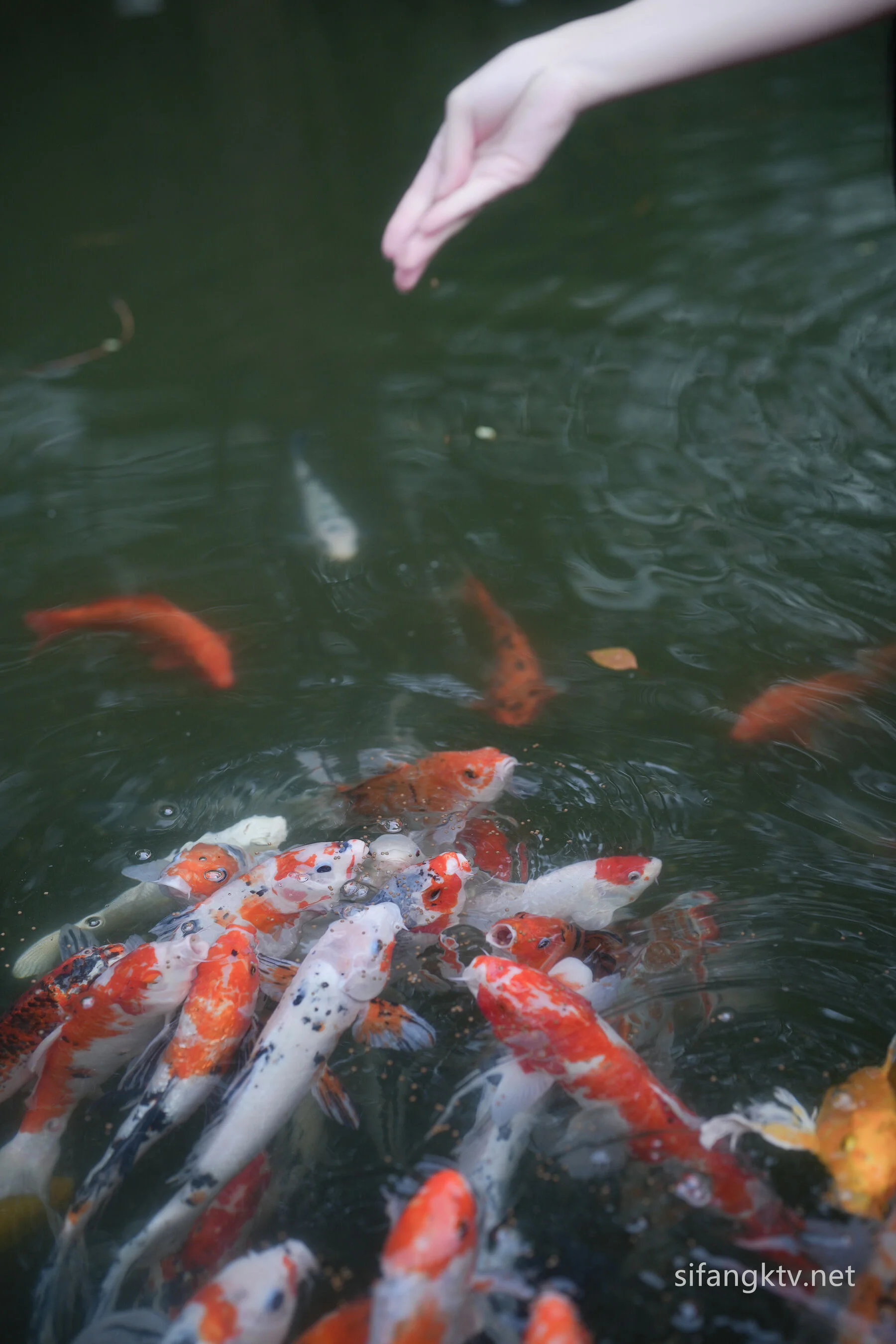 龙雪儿《泳衣》 - Photo 23